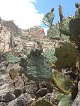 Grand Canyon Cactus