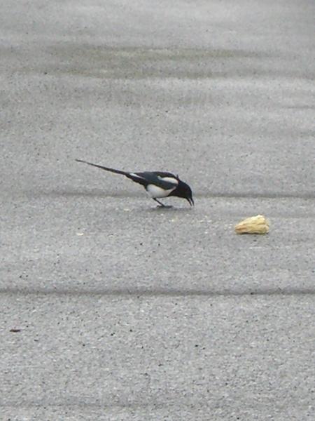 Magpie 1