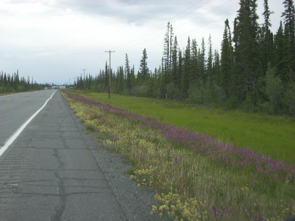 Wildflowers