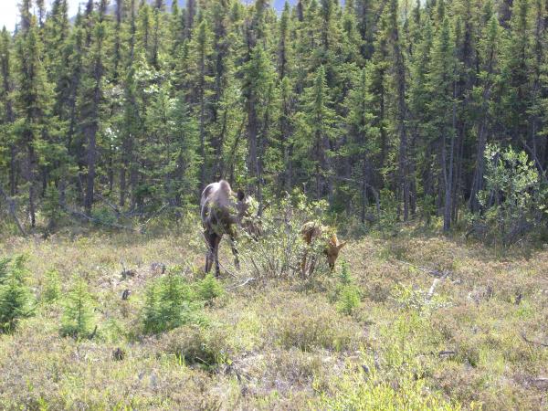 Moose and calf 3