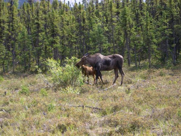 Moose and calf 4