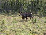 Moose and calf 5