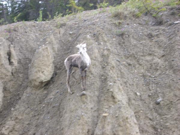 Pics 038 Stone Mountain Sheep