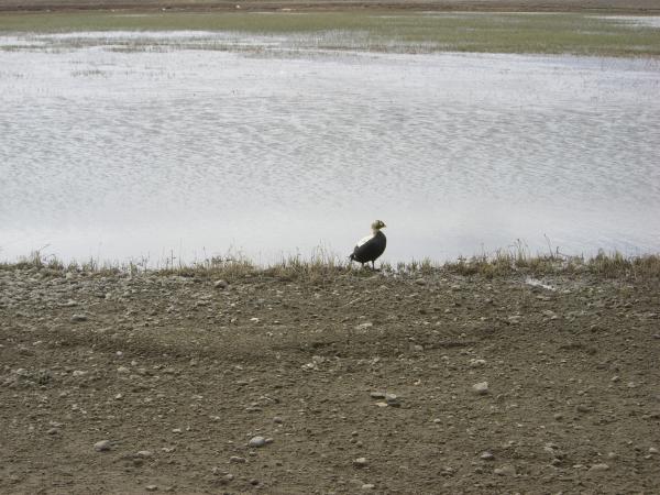 Bespectacled Eider Duck