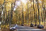 Near the northern edge of Shenandoah National Park, this little grove towered over all who drove through.