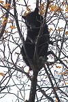 This black bear is wondering what the dozens of tourists are doing snapping a picture while he's looking for food in Shenandoah National Park.