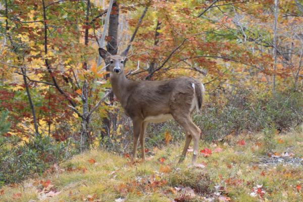 A doe trotting around in Acadia National Park, Maine, is wondering why we're stopping to take pictures of him.