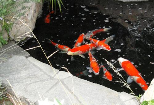 Laguna   Koi 1