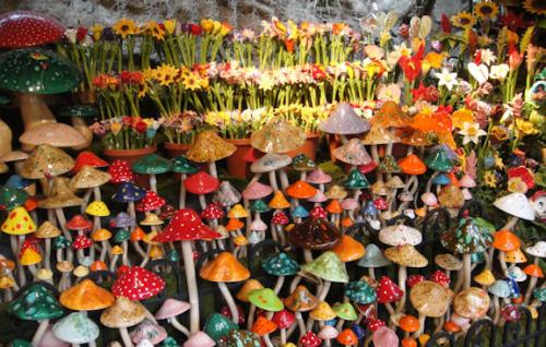 Laguna   Toadstools
