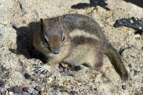 Chipmonk