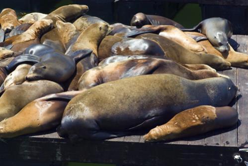 Pier 39