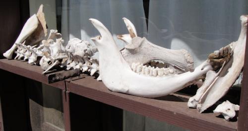 Kendrick Cabin Bones