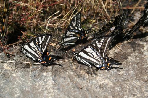 Butterflies