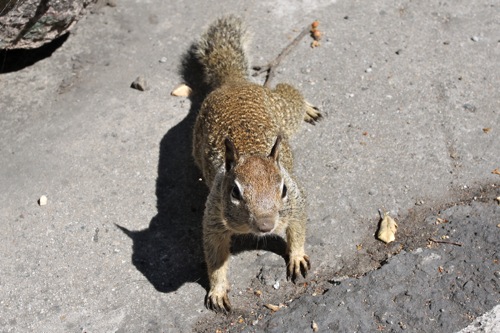 Mr. Squirrel says "So long! Until next time..."