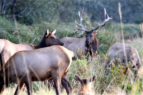 We almost went this entire trip without seeing elk. Fortunately we hit it right.