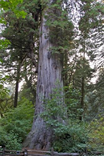 Here's the biggest tree in the vicinity of Redwood National Park.