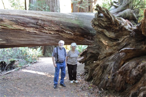 The fallen trees give an idea of the size in Redwood National Park