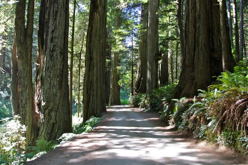 You'll see these along the dirt road in the Jedediah State Park (part of Redwoods National Park)