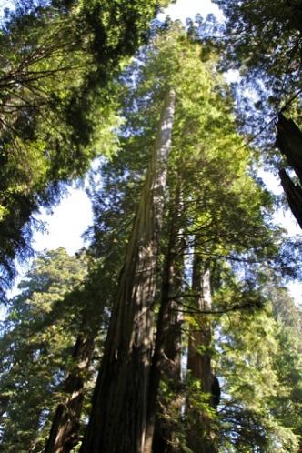 These pics can't really show the scale of the 200-300 feet of tree you see here in Redwoods National Park