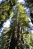 These pics can't really show the scale of the 200-300 feet of tree you see here in Redwoods National Park