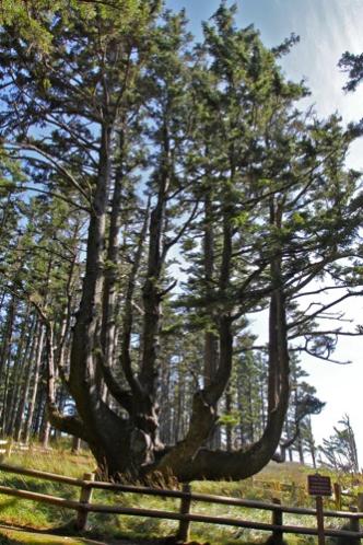 The Octopus tree near the Cape Meares lighthouse
