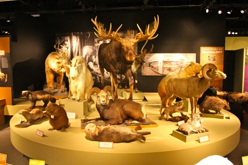 A gallery of different mammals watch visitors at the Royal BC Museum in Victoria