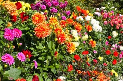 Dahlias are my new favorite kind of flower. You can find these at the Butchart Gardens in BC, Canada