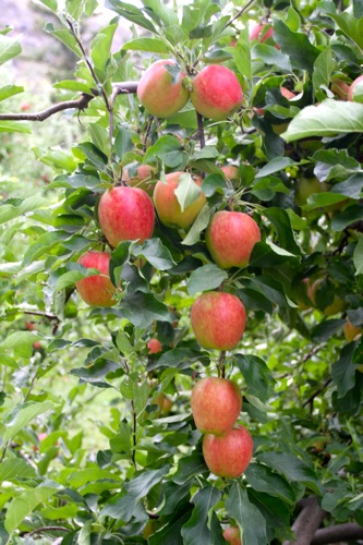 Harvest time for the apples in Washington
