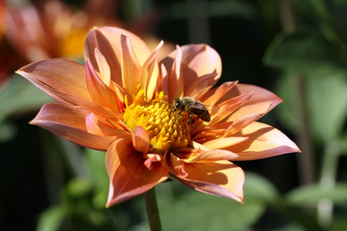 One of the many macro shots I took at Manito Park in Spokane, WA