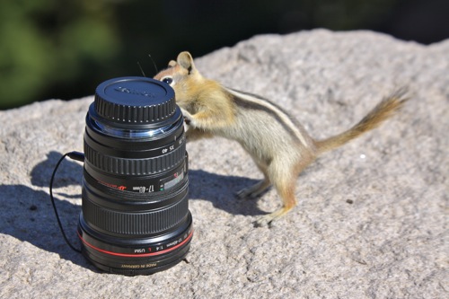 A curious chipmunk checks out my lens in Crater Lake National Park