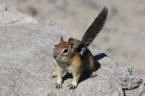 Chipmunks wanting to be fed in Crater Lake National Park (no, we didn't feed him)