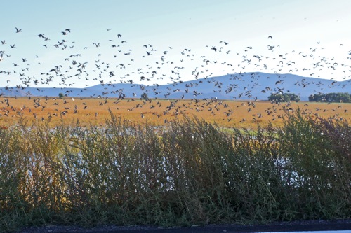Hordes of flying ducks on the California/Oregon border near Hwy 97