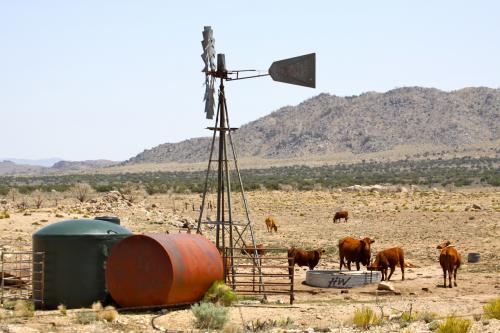 Even the dirt roads have little pockets of something to offer in Mojave National Preserve.
