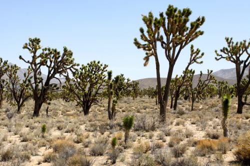 If the desert is your thing, you will prefer Joshua Tree forests in Mojave National Preserve to the usual mountain pine forests.
