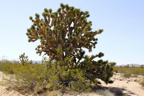 Joshua Trees can grow to a height of 20+ feet inside Mojave National Preserve.