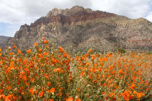 Plenty of flora during the Spring at Red Rock Canyon NCA.