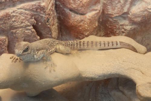 At the Red Rock Canyon NCA Visitor Center, this white lizard poses.