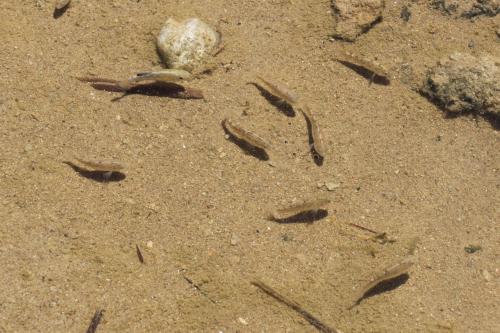 Thousands of pupfish line the Salt Creek in Death Valley National Park.