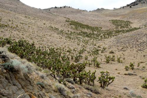 Piles of Joshua Trees can be found growing on the side of the mountains on Road J41 to the community of Kennedy Meadows.