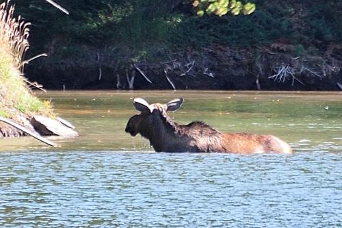 MooseJNP