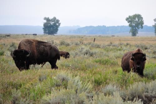 BuffaloGTNP