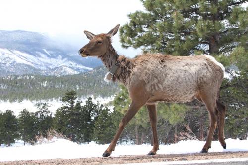 An elk iPod?
