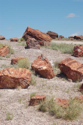 Petrified Forest