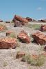 Petrified Forest