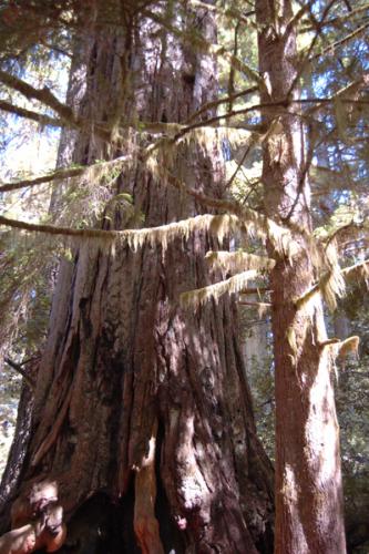 Redwood NP