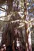 Redwood NP