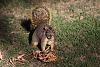 5. Squirrel