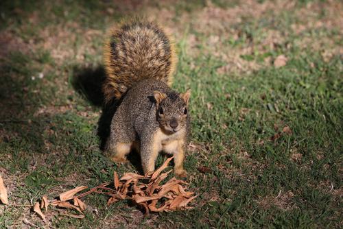 5. Squirrel