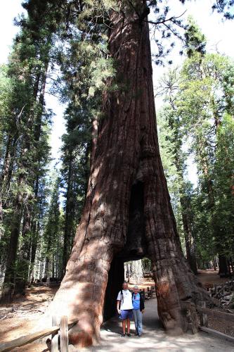 9. California Tunnel Tree