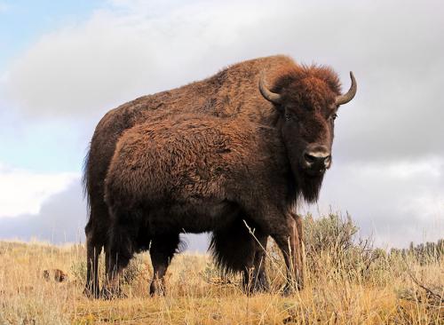 22. Bison Cow and Calf